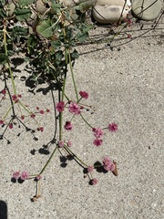 Eriogonum grande