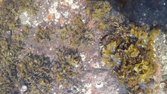 Chondrus