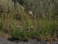 Asclepias subverticillata