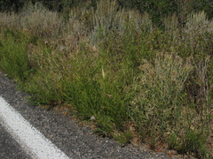 Asclepias subverticillata