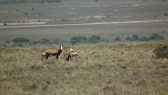 Damaliscus pygargus phillipsi