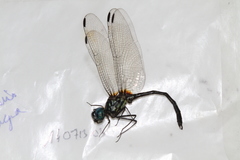 Dythemis nigra