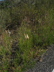 Asclepias subverticillata