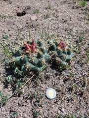 Coryphantha ottonis