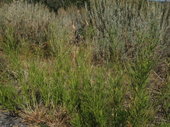 Asclepias subverticillata