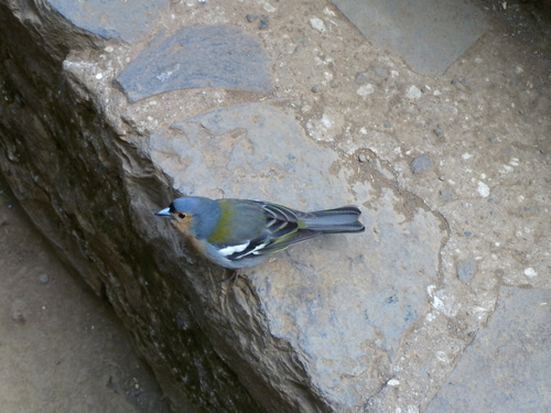 Fringilla maderensis