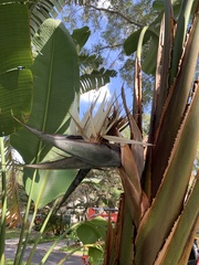 Strelitzia alba