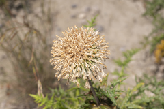 Echinops spinosissimus