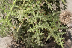 Echinops spinosissimus