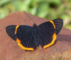 Riodina lycisca lycisca