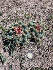 Coryphantha ottonis