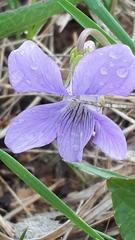 Viola pedatifida