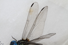 Dythemis nigra