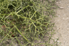 Hippomarathrum cristatum