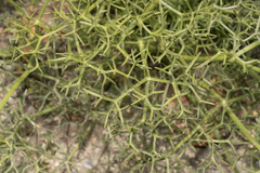 Hippomarathrum cristatum