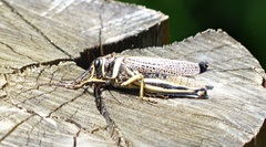 Diponthus crassus
