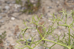 Hippomarathrum cristatum