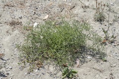 Hippomarathrum cristatum