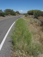 Asclepias subverticillata