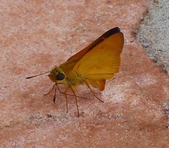 Libra aligula decia