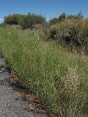 Asclepias subverticillata