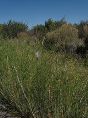 Asclepias subverticillata
