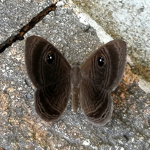 Mesosemia mathania · iNaturalist United Kingdom