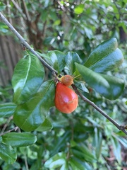 Punica