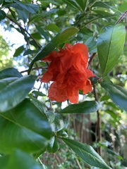 Punica