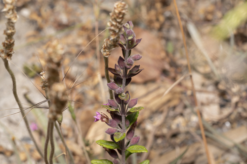 Image of Teucrium divaricatum by (c) Eleftherios Katsillis, some rights reserved (CC BY)