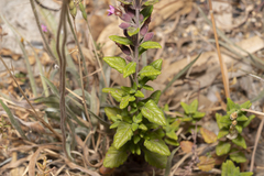 Teucrium divaricatum