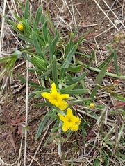 Lithospermum incisum