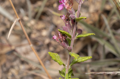 Image of Teucrium divaricatum by (c) Eleftherios Katsillis, some rights reserved (CC BY)