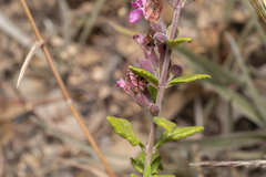 Teucrium divaricatum