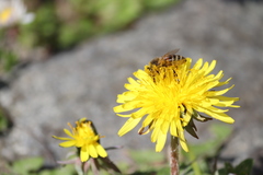 Apis mellifera