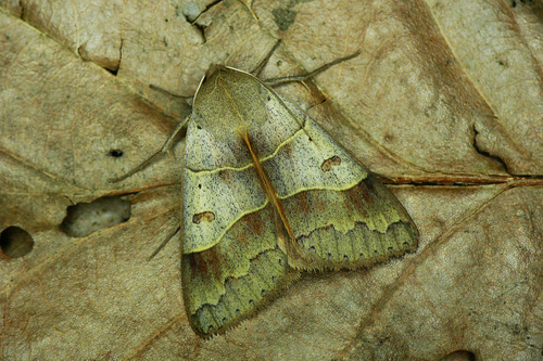 Minucia lunaris (Denis & Schiffermüller), 1775