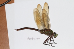 Anax concolor