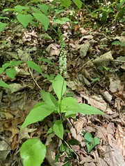 Polygala senega