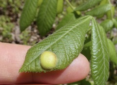Phylloxera caryaescissa