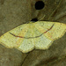 Cyclophora punctaria - Photo (c) Michał Brzeziński, algunos derechos reservados (CC BY-NC), uploaded by Michał Brzeziński