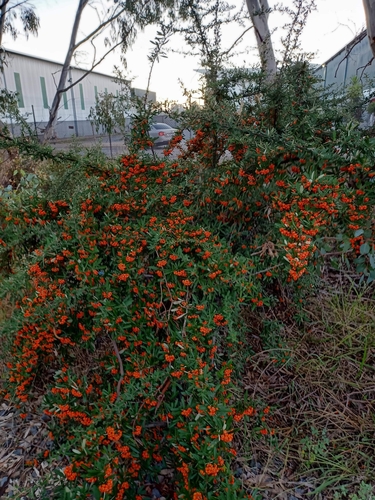 Pyracantha angustifolia
