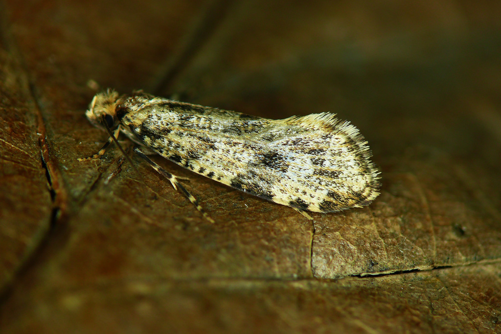 Montescardia tessulatellus