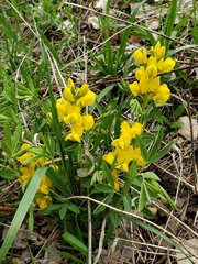 Thermopsis rhombifolia