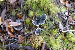 Phellodon sinclairii