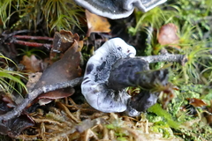 Phellodon sinclairii