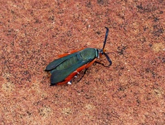 Eichlinia pulchripes