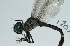 Micrathyria pseudeximia