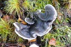 Phellodon sinclairii