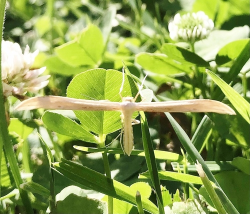 Baccharis Borer photo 5