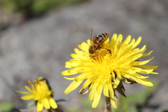 Apis mellifera